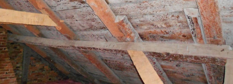 Black mold growth spreading across the back of drywall in a basement