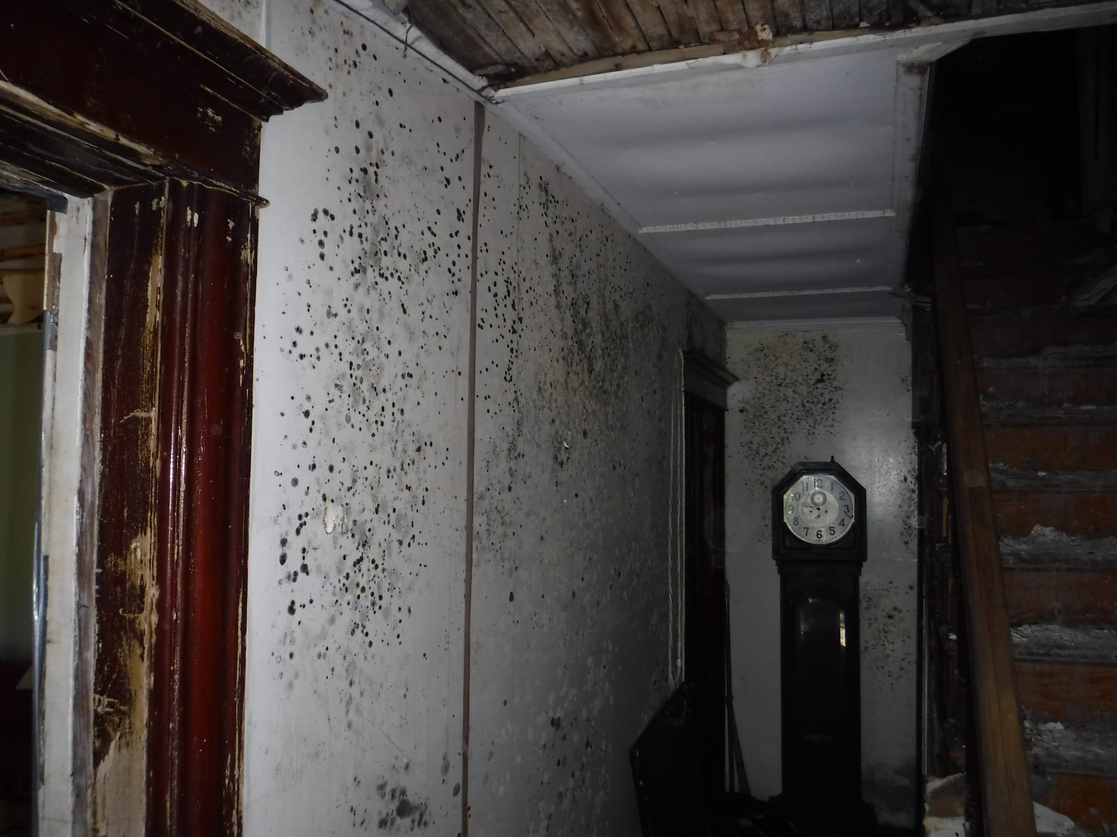 Black mold spotting across the plaster walls of a historic home hallway