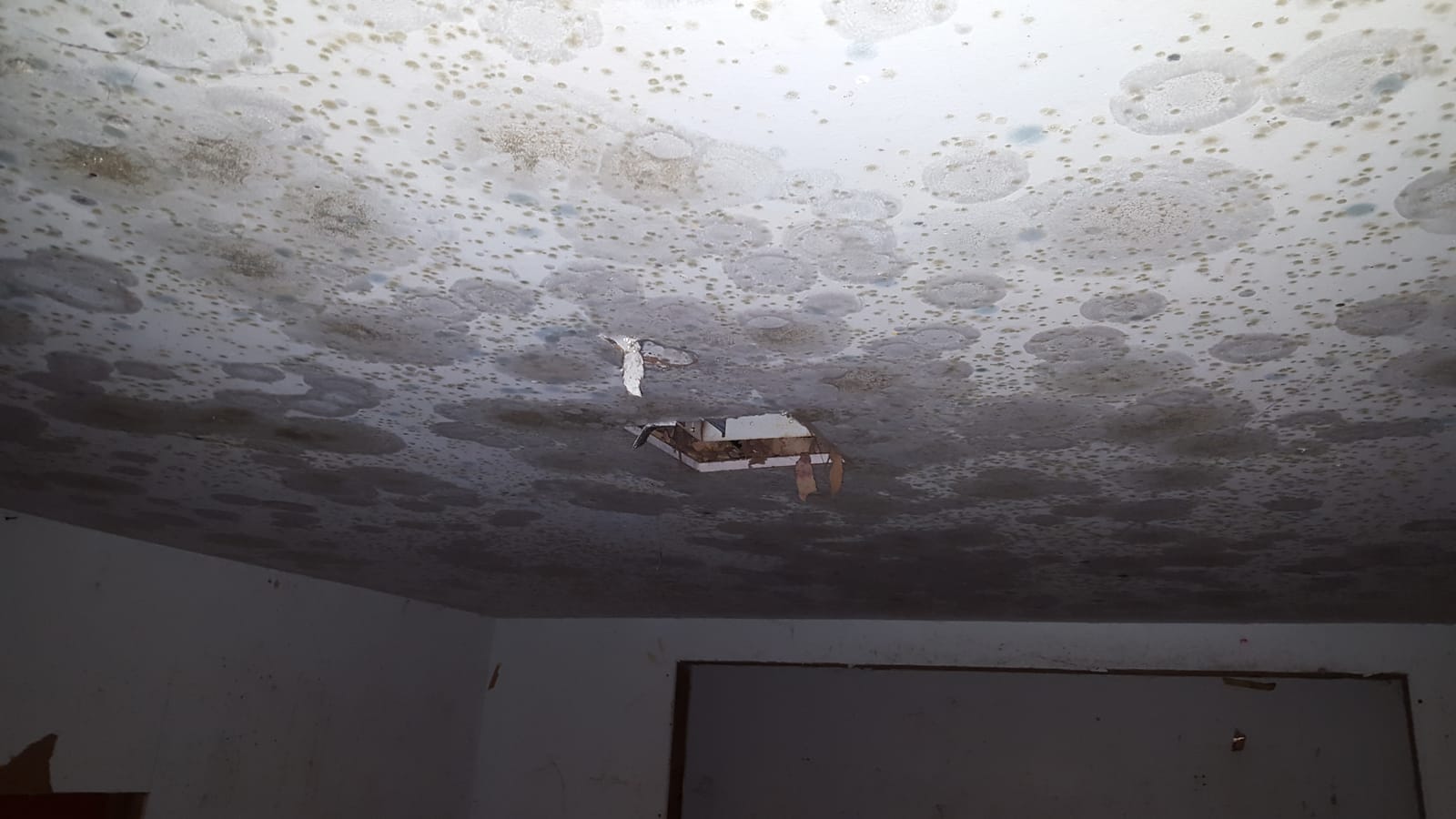 Severe widespread mold colonies covering a water-damaged drywall ceiling
