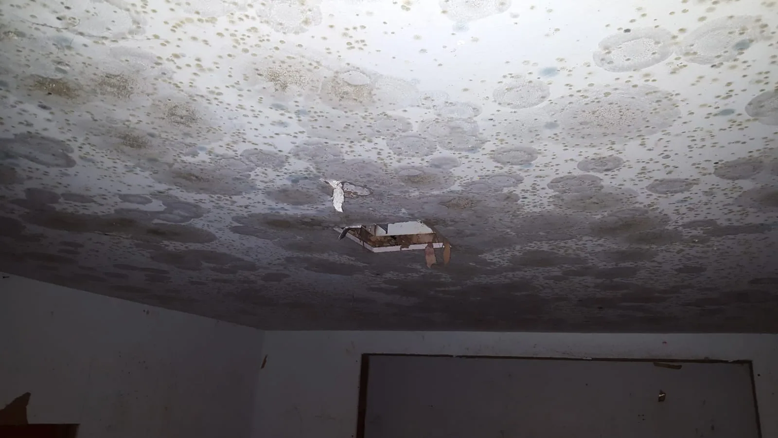 Severe widespread mold colonies covering a water-damaged drywall ceiling