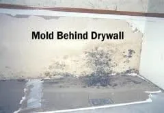 Mold growth discovered on the back side of drywall after removal during remediation