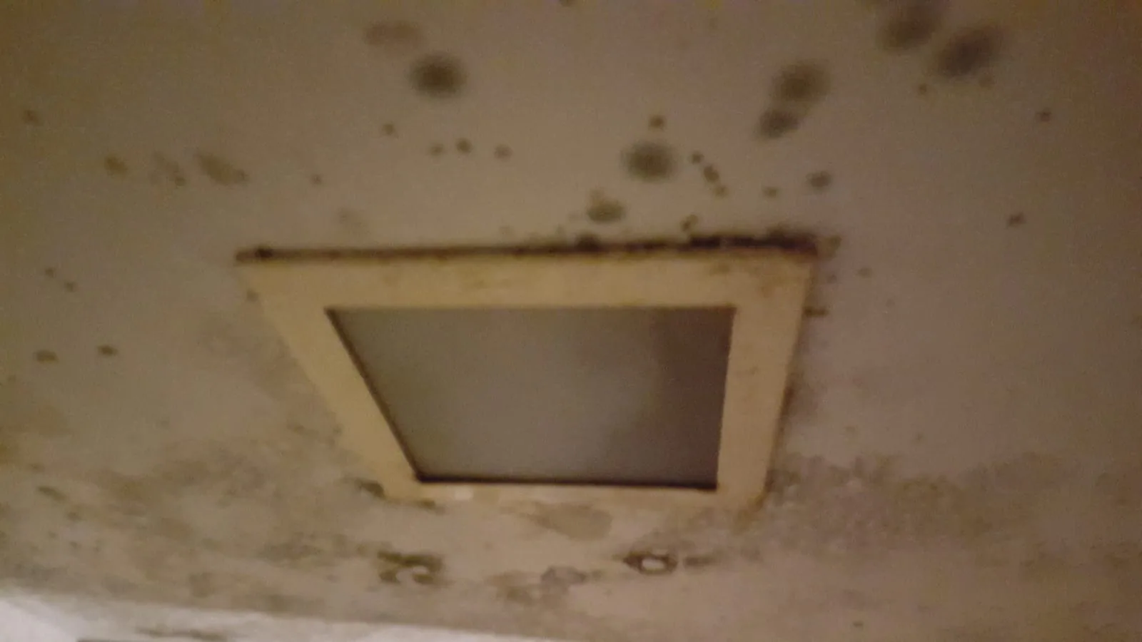 Mold growing on ceiling drywall from a hidden roof or plumbing leak above